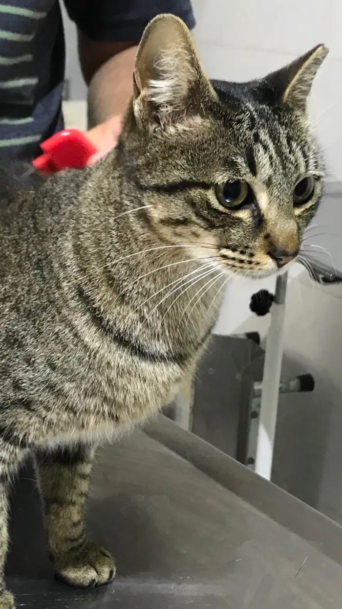 Gato ra a SRD-ViraLata idade 2 anos nome Gucci lindo 