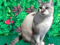 Gato raça SRD-ViraLata idade 1 ano nome Thomas 1aninho 