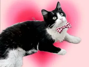 Gato raça SRD-ViraLata idade 7 a 11 meses nome Cacau 11meses pelo longo 