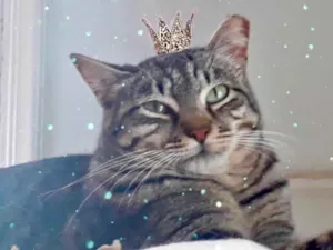 Gato raça SRD-ViraLata idade 2 anos nome Giorgio 