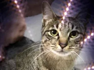Gato raça SRD-ViraLata idade 2 anos nome Gucci lindo 