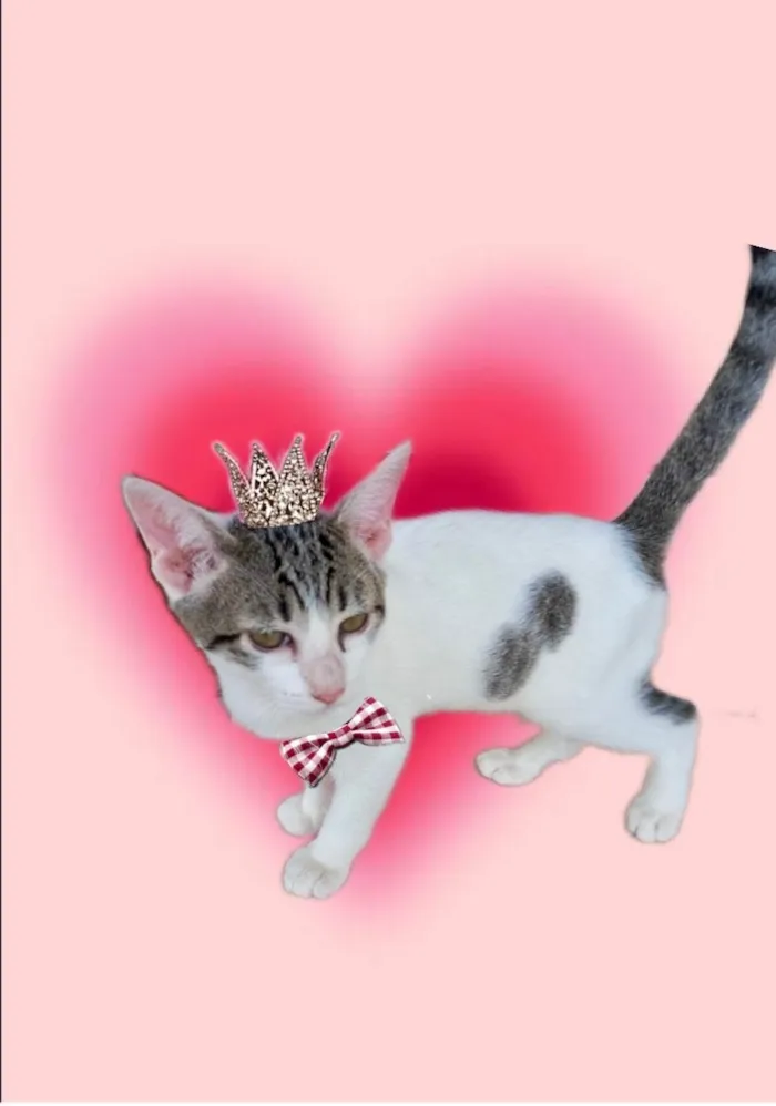 Gato ra a SRD-ViraLata idade 2 a 6 meses nome Paçoca bb4meses lindo 