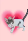 Paçoca bb4meses lindo