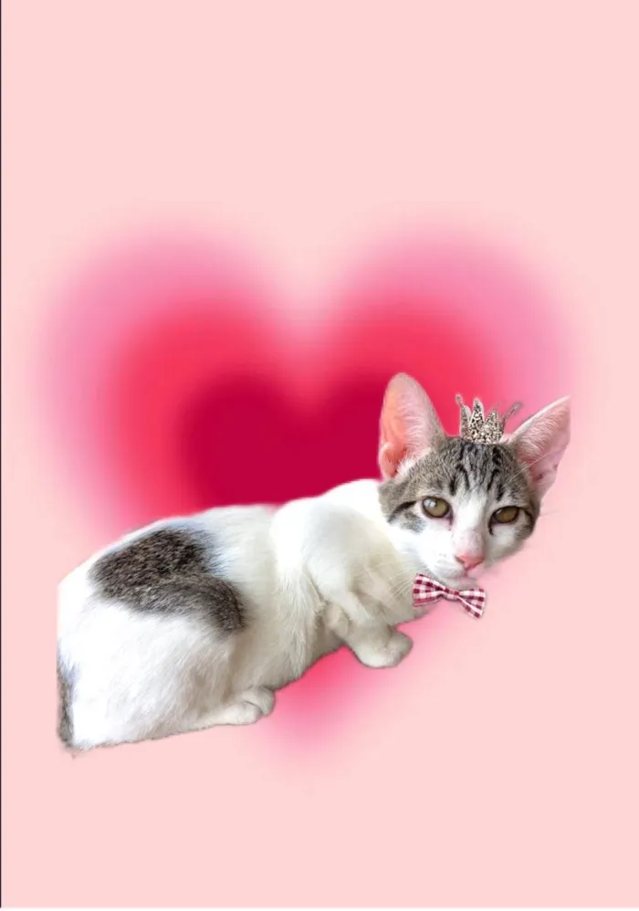 Gato ra a SRD-ViraLata idade 2 a 6 meses nome Paçoca bb4meses lindo 