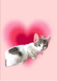 Paçoca bb4meses lindo