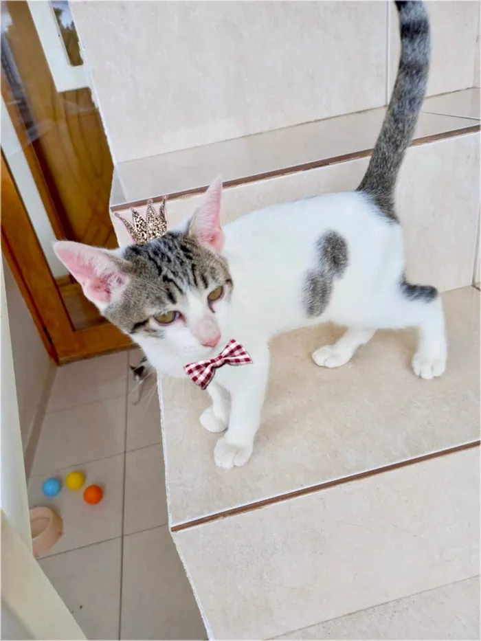Gato ra a SRD-ViraLata idade 2 a 6 meses nome Paçoca bb4meses lindo 