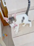 Paçoca bb4meses lindo