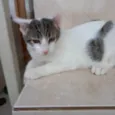 Paçoca bb4meses lindo