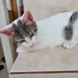 Paçoca bb4meses lindo