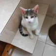 Paçoca bb4meses lindo