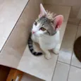Paçoca bb4meses lindo