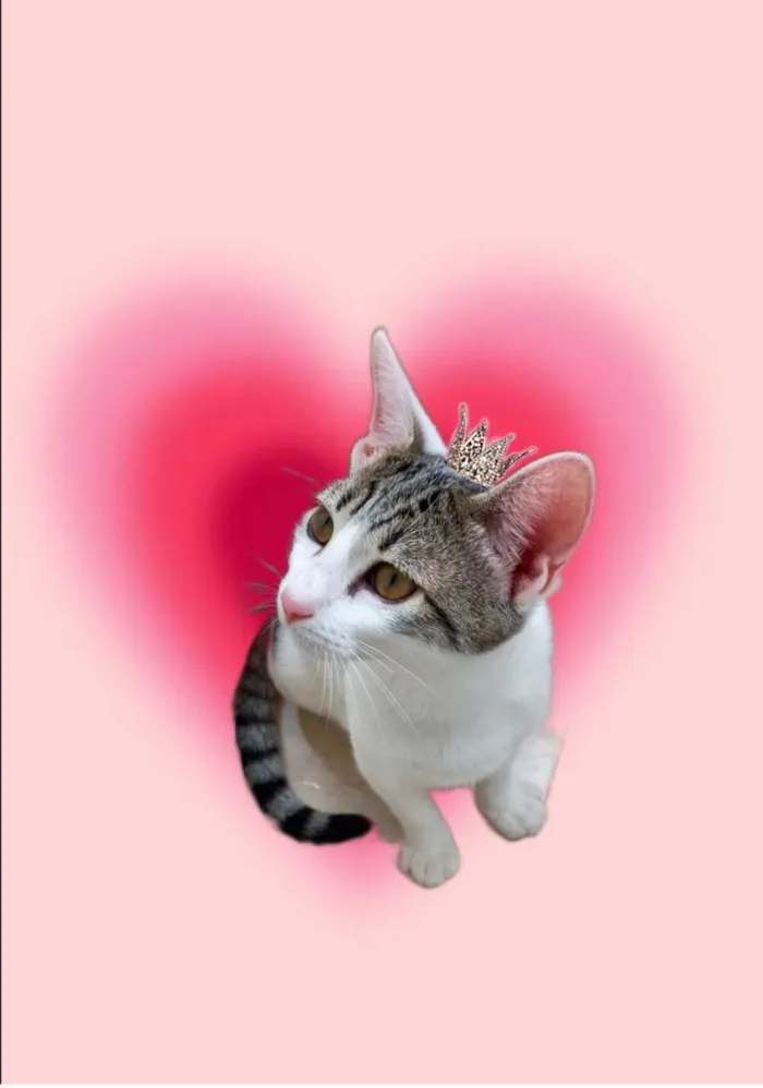 Gato ra a SRD-ViraLata idade 2 a 6 meses nome Paçoca bb4meses lindo 