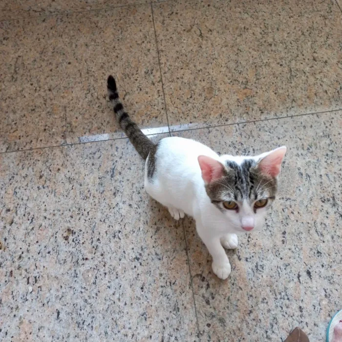 Gato ra a SRD-ViraLata idade 2 a 6 meses nome Paçoca bb4meses lindo 