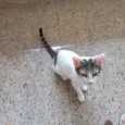 Paçoca bb4meses lindo