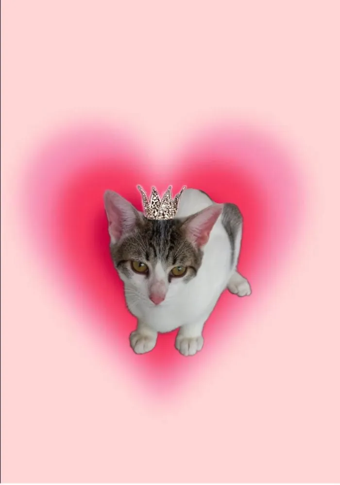 Gato ra a SRD-ViraLata idade 2 a 6 meses nome Paçoca bb4meses lindo 