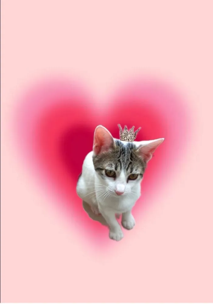Gato ra a SRD-ViraLata idade 2 a 6 meses nome Paçoca bb4meses lindo 