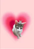 Paçoca bb4meses lindo