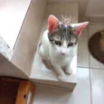 Paçoca bb4meses lindo