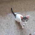 Paçoca bb4meses lindo