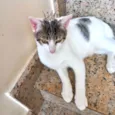 Paçoca bb4meses lindo