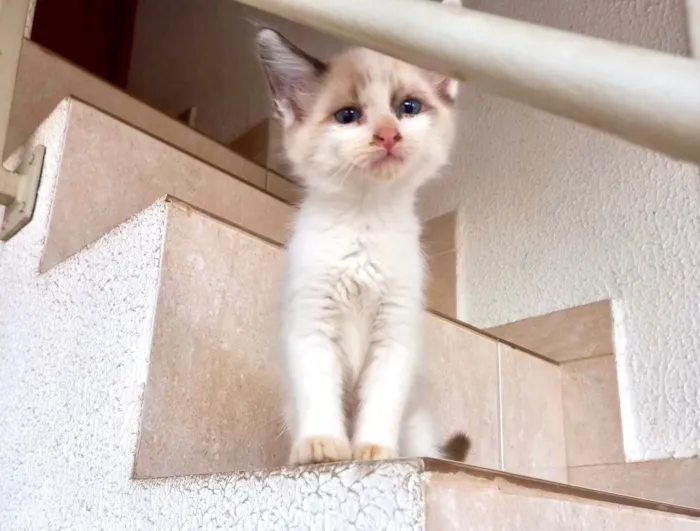 Gato ra a SRD-ViraLata idade Abaixo de 2 meses nome Tintin bb2meses