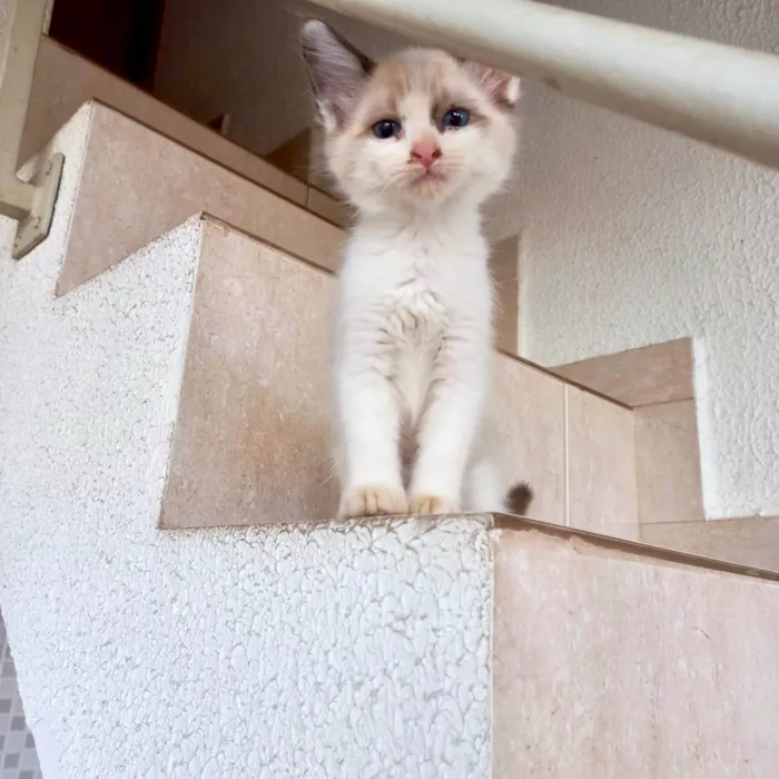 Gato ra a SRD-ViraLata idade Abaixo de 2 meses nome Tintin bb2meses