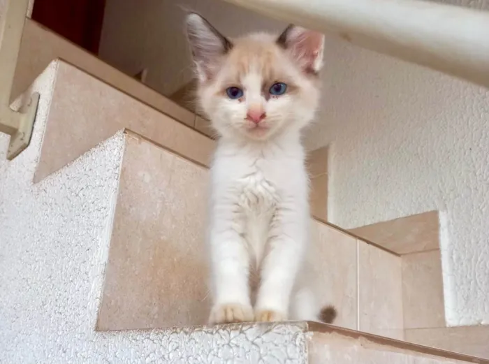 Gato ra a SRD-ViraLata idade Abaixo de 2 meses nome Tintin bb2meses