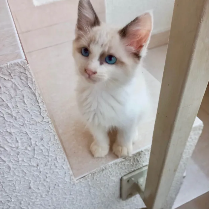 Gato ra a SRD-ViraLata idade Abaixo de 2 meses nome Tintin bb2meses