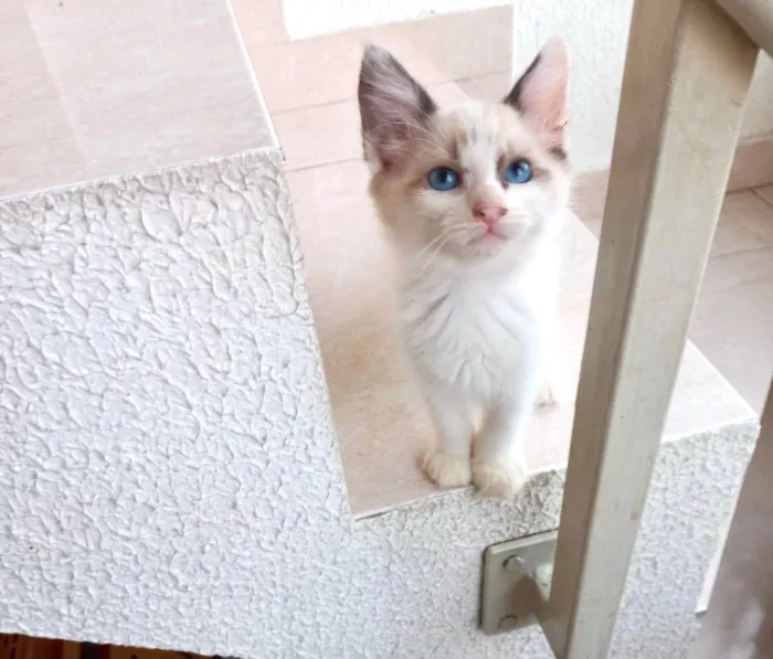 Gato ra a SRD-ViraLata idade Abaixo de 2 meses nome Tintin bb2meses