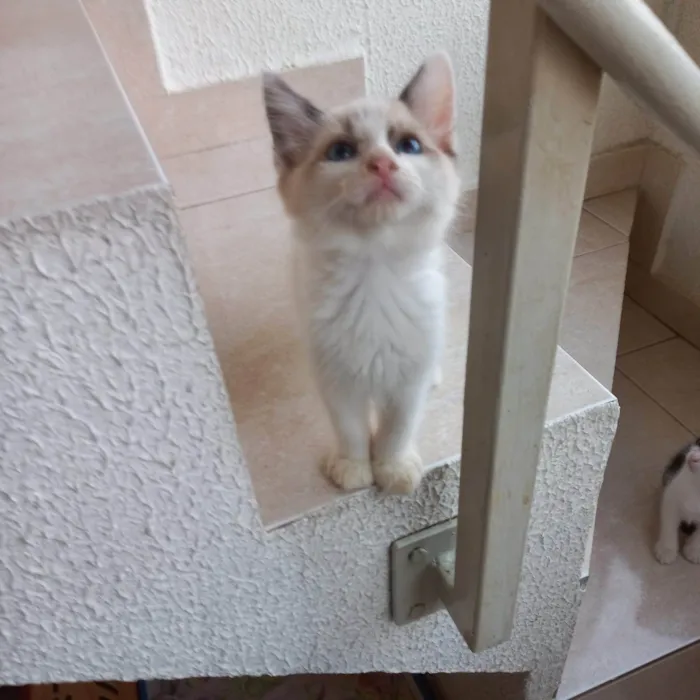 Gato ra a SRD-ViraLata idade Abaixo de 2 meses nome Tintin bb2meses