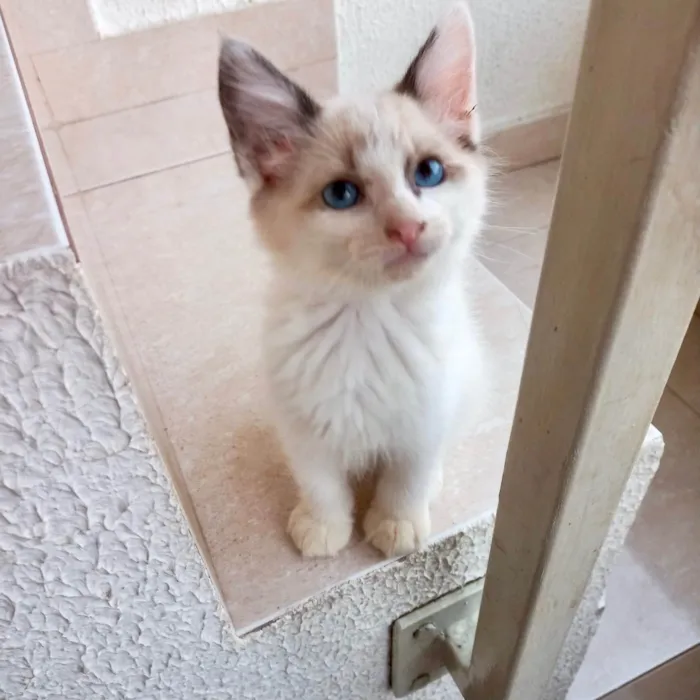 Gato ra a SRD-ViraLata idade Abaixo de 2 meses nome Tintin bb2meses
