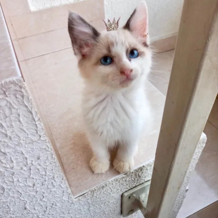 Gato ra a SRD-ViraLata idade Abaixo de 2 meses nome Tintin bb2meses