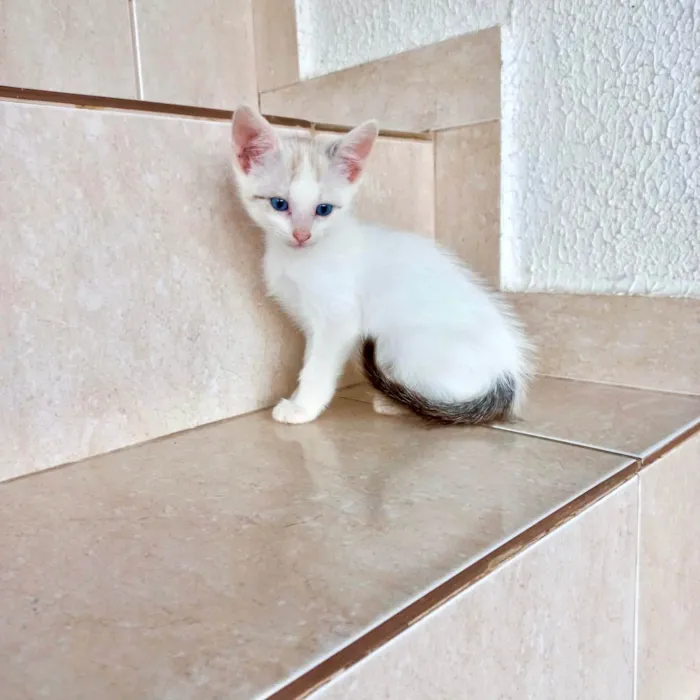 Gato ra a SRD-ViraLata idade Abaixo de 2 meses nome Floquinho bb2meses 