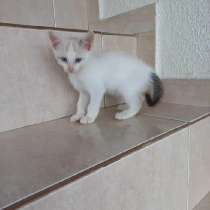 Gato ra a SRD-ViraLata idade Abaixo de 2 meses nome Floquinho bb2meses 