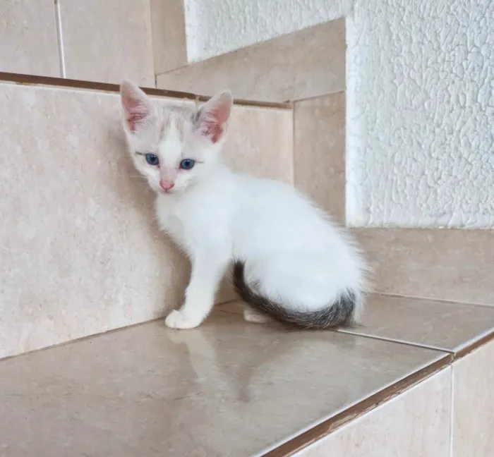 Gato ra a SRD-ViraLata idade Abaixo de 2 meses nome Floquinho bb2meses 