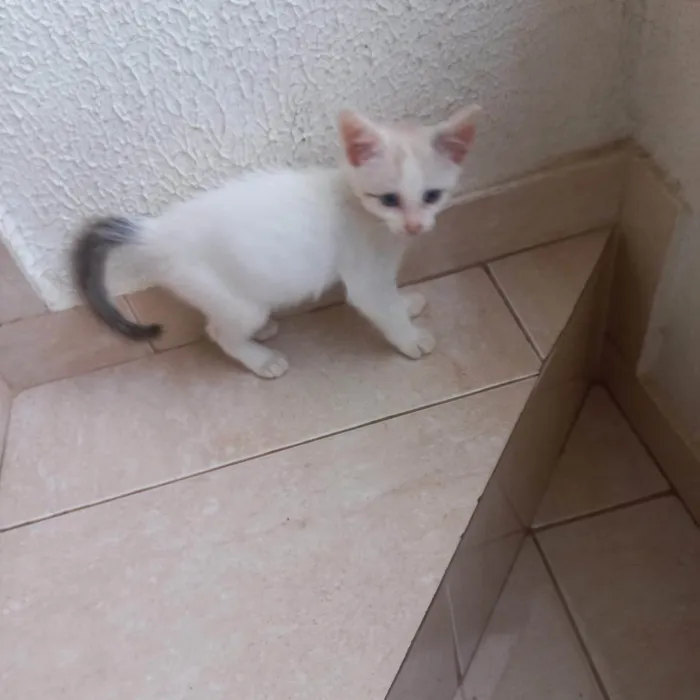 Gato ra a SRD-ViraLata idade Abaixo de 2 meses nome Floquinho bb2meses 