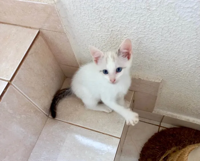Gato ra a SRD-ViraLata idade Abaixo de 2 meses nome Floquinho bb2meses 