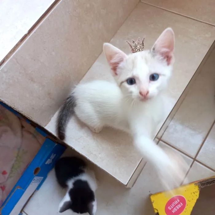 Gato ra a SRD-ViraLata idade Abaixo de 2 meses nome Floquinho bb2meses 