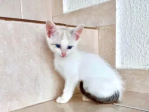 Gato raça SRD-ViraLata idade Abaixo de 2 meses nome Floquinho bb2meses 
