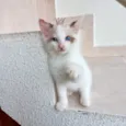 Pompom bb2meses