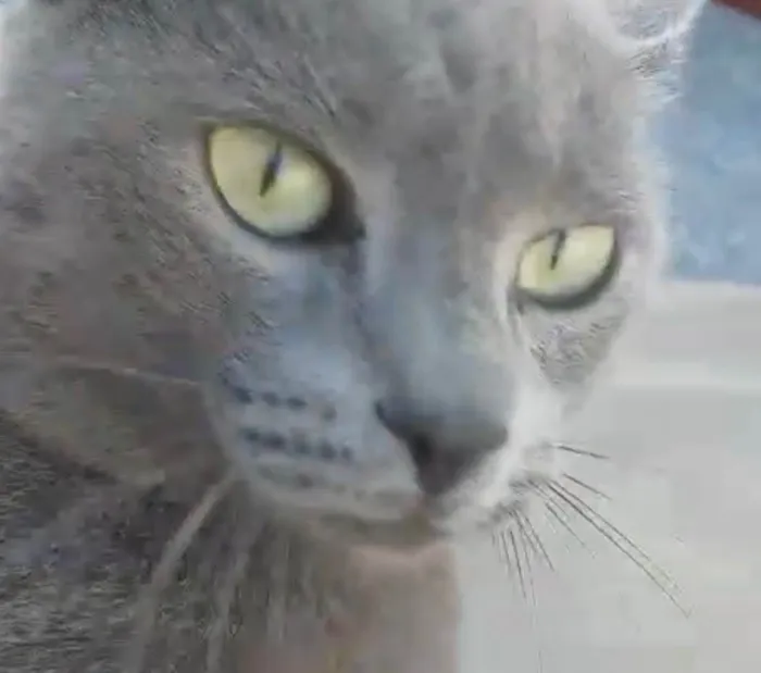Gato ra a SRD-ViraLata idade 7 a 11 meses nome Joao Vitor 