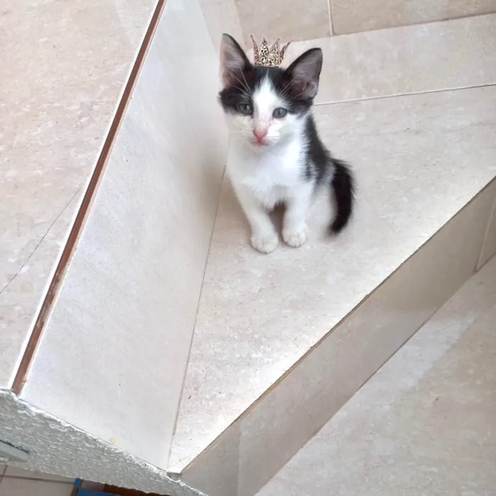 Gato ra a SRD-ViraLata idade Abaixo de 2 meses nome Velvet bb2meses lindo 