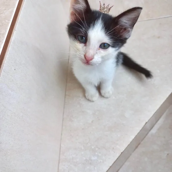 Gato ra a SRD-ViraLata idade Abaixo de 2 meses nome Velvet bb2meses lindo 
