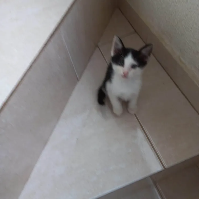 Gato ra a SRD-ViraLata idade Abaixo de 2 meses nome Velvet bb2meses lindo 