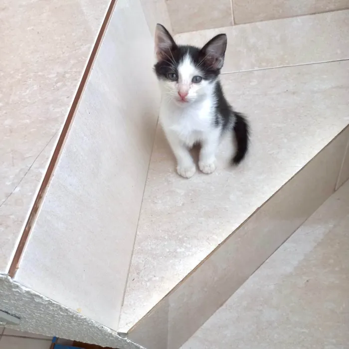 Gato ra a SRD-ViraLata idade Abaixo de 2 meses nome Velvet bb2meses lindo 
