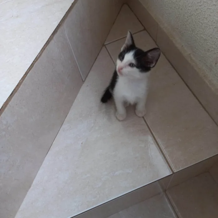 Gato ra a SRD-ViraLata idade Abaixo de 2 meses nome Velvet bb2meses lindo 