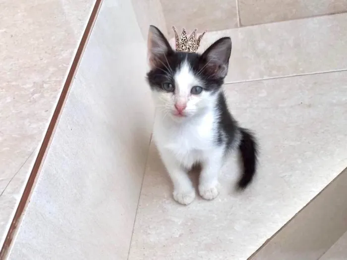 Gato ra a SRD-ViraLata idade Abaixo de 2 meses nome Velvet bb2meses lindo 