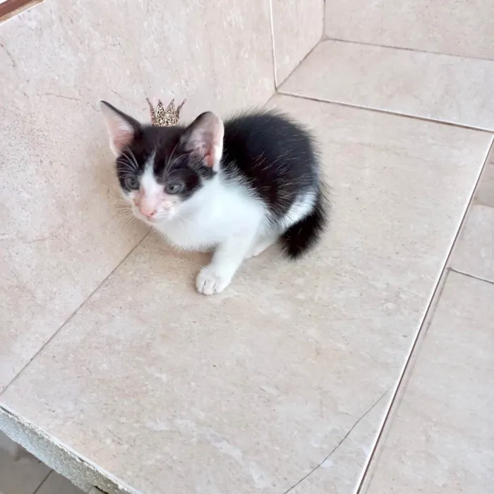 Gato ra a SRD-ViraLata idade Abaixo de 2 meses nome Kawai bb2meses Linda 