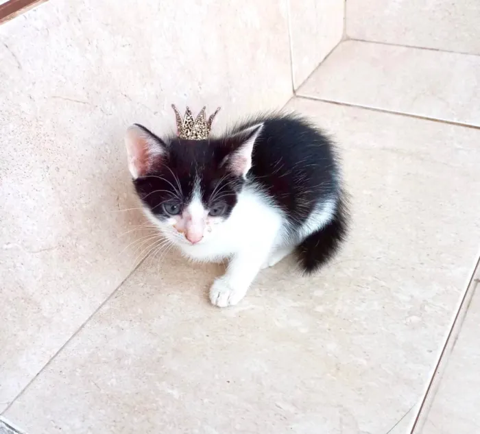 Gato ra a SRD-ViraLata idade Abaixo de 2 meses nome Kawai bb2meses Linda 