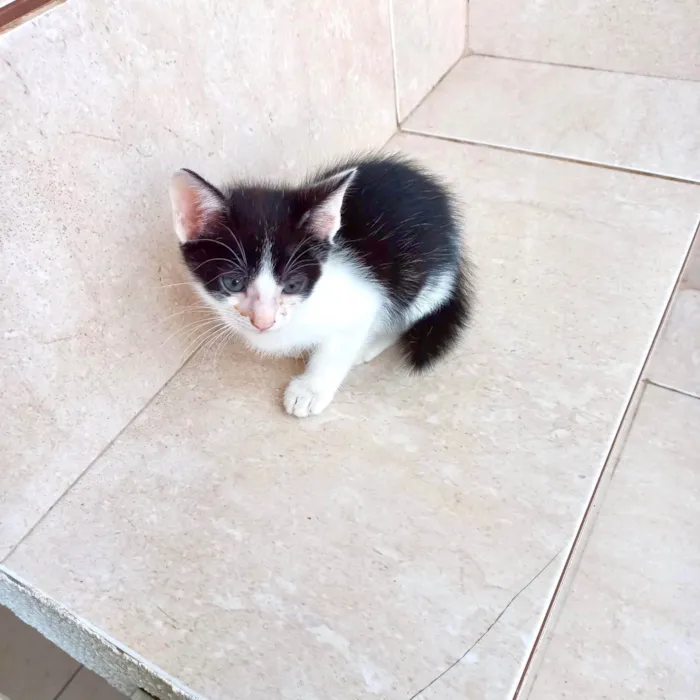 Gato ra a SRD-ViraLata idade Abaixo de 2 meses nome Kawai bb2meses Linda 